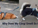 Why Does My Corgi Smell So Bad?