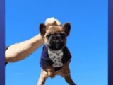Mini French Bulldogs