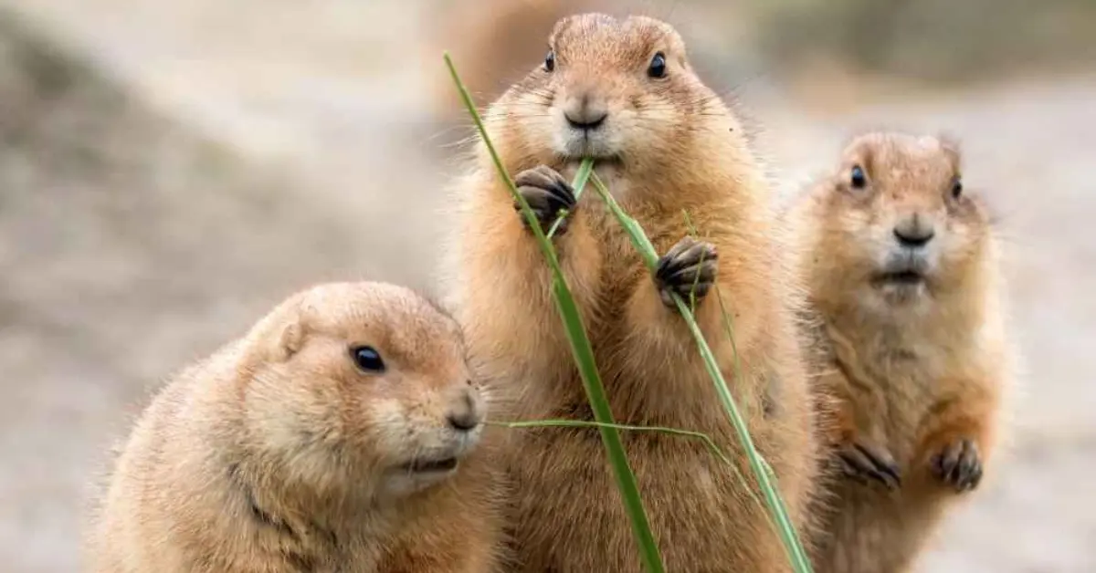 How to Take a Prairie Dog into Your Home?