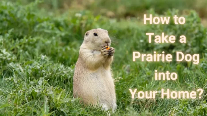 How to Adopt a Prairie Dog? A Comprehensive Guide