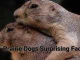Prairie Dogs Surprising Facts