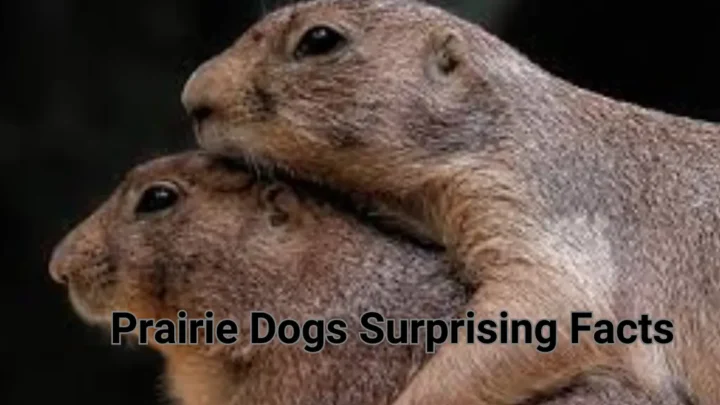 Prairie Dogs Surprising Facts