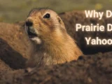 Why Do Prairie Dogs Yahoo? Exploring Unusual Pets’ Love