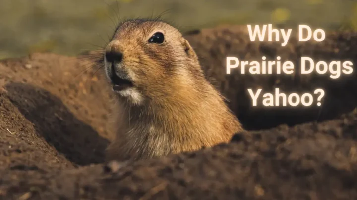 Why Do Prairie Dogs Yahoo? Exploring Unusual Pets’ Love