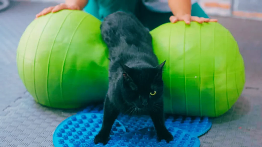 cat with a bony spine