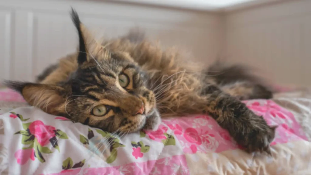 Cozy resting places for a senior cat with bony spine 