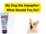 My Dog Ate Aquaphor: What Should You Do?