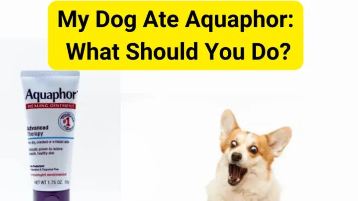 My Dog Ate Aquaphor: What Should You Do?