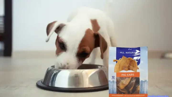 Are Pig Ears Good For Teething Puppies? A Pet Owner’s Honest Guide