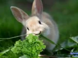 Benefits of Cilantro for Rabbits!