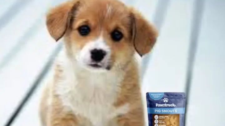 Can Puppies Have Pig Snouts? Everything You Need To Know
