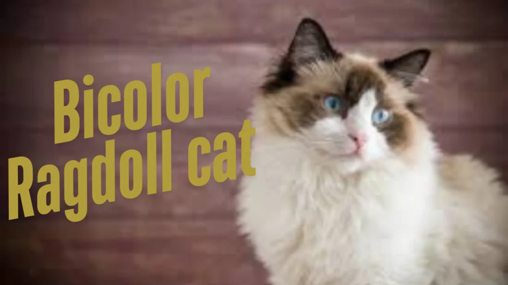 Bi colour ragdoll cat