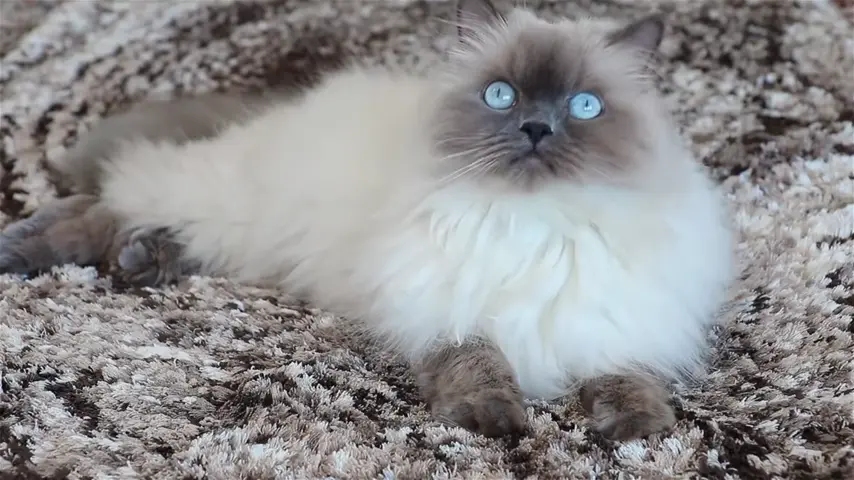 Seal point Ragdoll Cat 