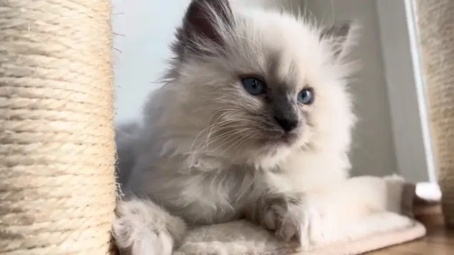 Bluepoint Male Ragdoll kitten in playing 