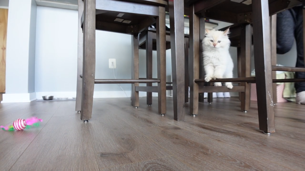 Ragdoll-Kitten playing under a chair