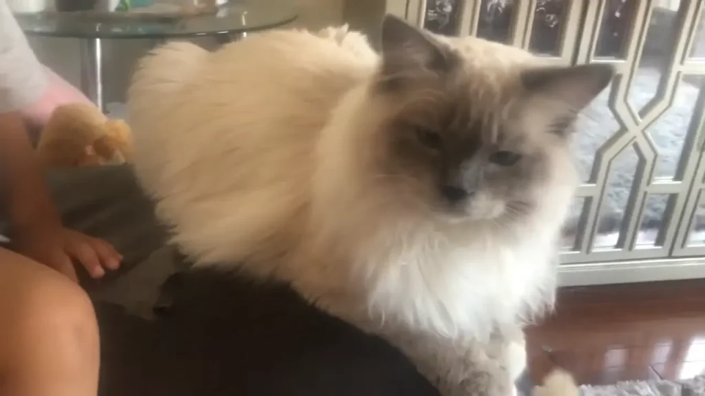 Blue Point Ragdoll Cat