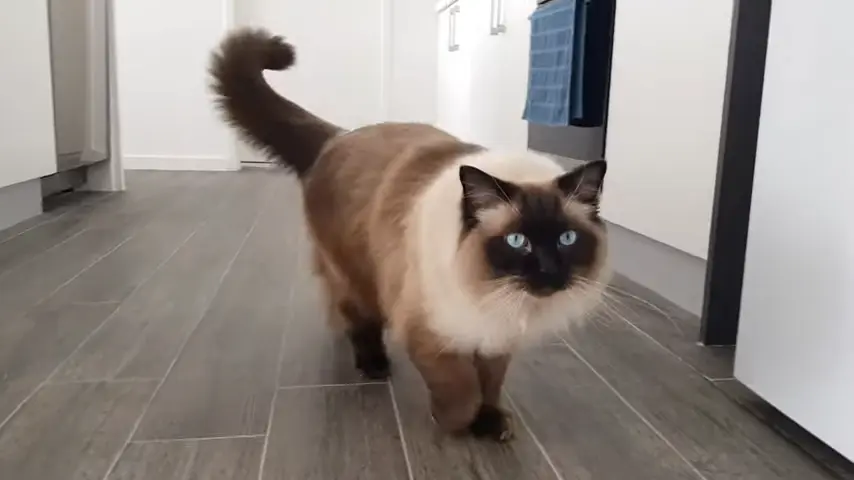 Seal Point Ragdoll Cat looking at camera very attentively.