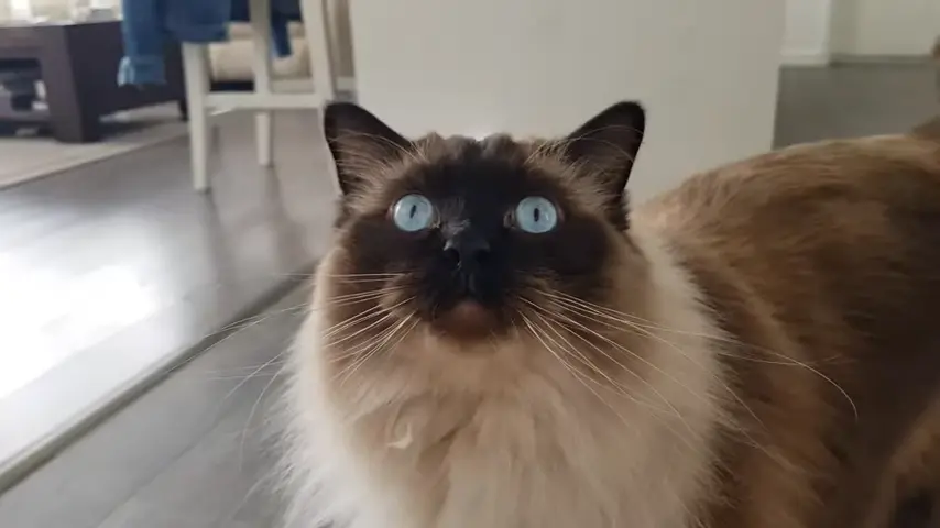 Types of Ragdoll Markings: Seal Point Ragdoll looking at camera