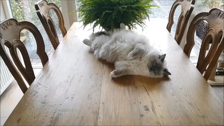 A mitted Ragdoll cat lazily on a table