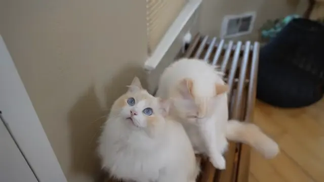 Bi color Ragdoll Cats with stunning Blue eyes