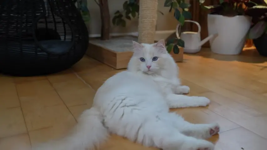 A bicolor Ragdoll cat relaxing on floor