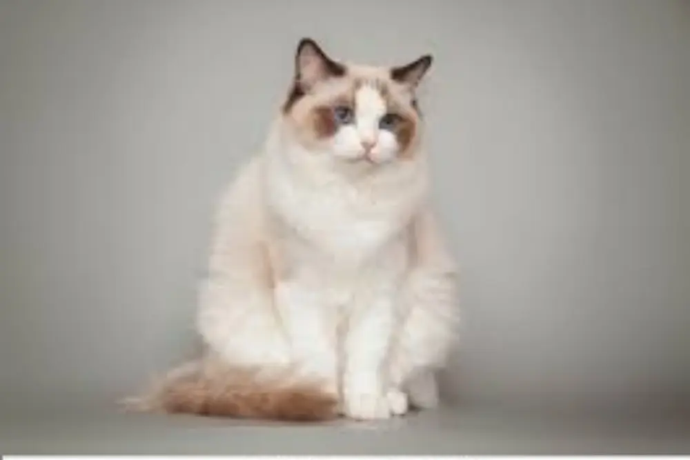 Bicolor Ragdoll cat silently sitting and waiting for