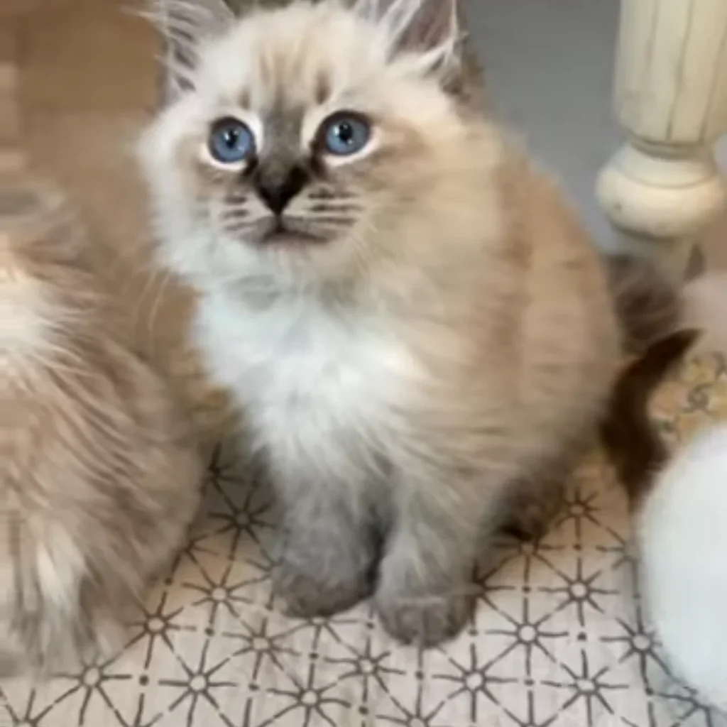 Types of Ragdoll Markings: lynx point ragdoll cat