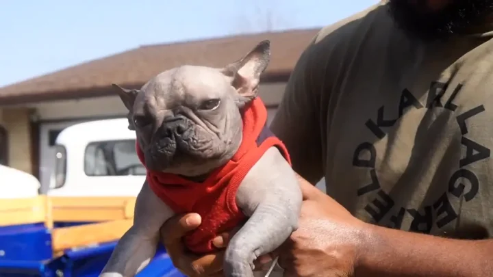 Hairless French Bulldog: Tips on Health, Care, and Breeding