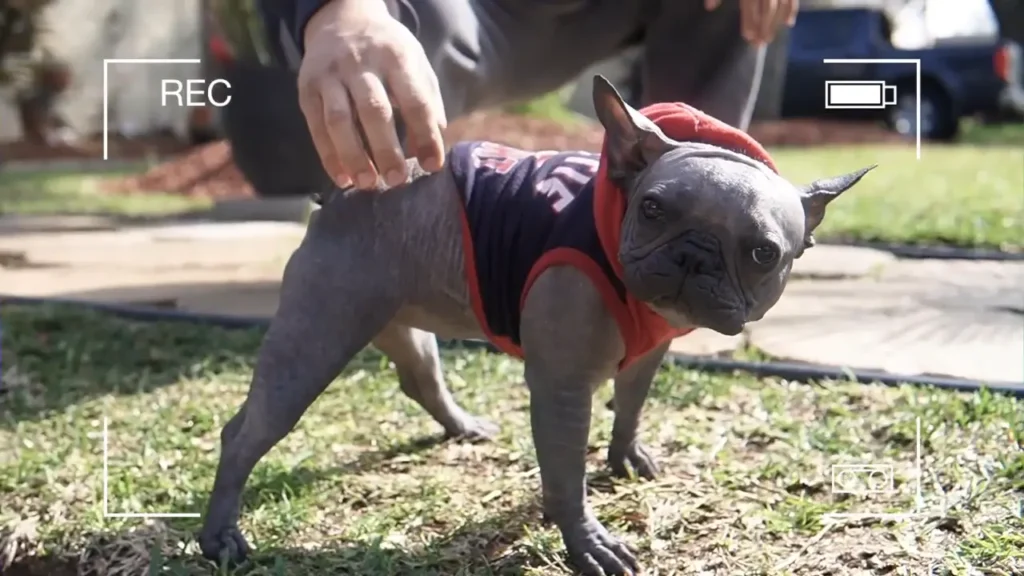 A cute little hairless French bulldog standing on the ground