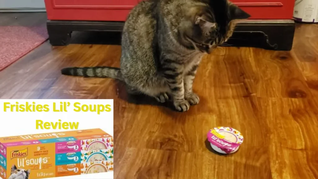 Friskies Lil’ Soups Review: A cute cat eagrly watching a pack of Friskies Lil’ Soups