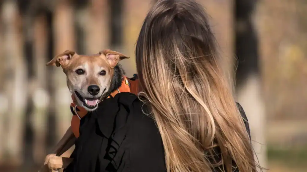 How to Build Confidence in a Dog. a happy dog