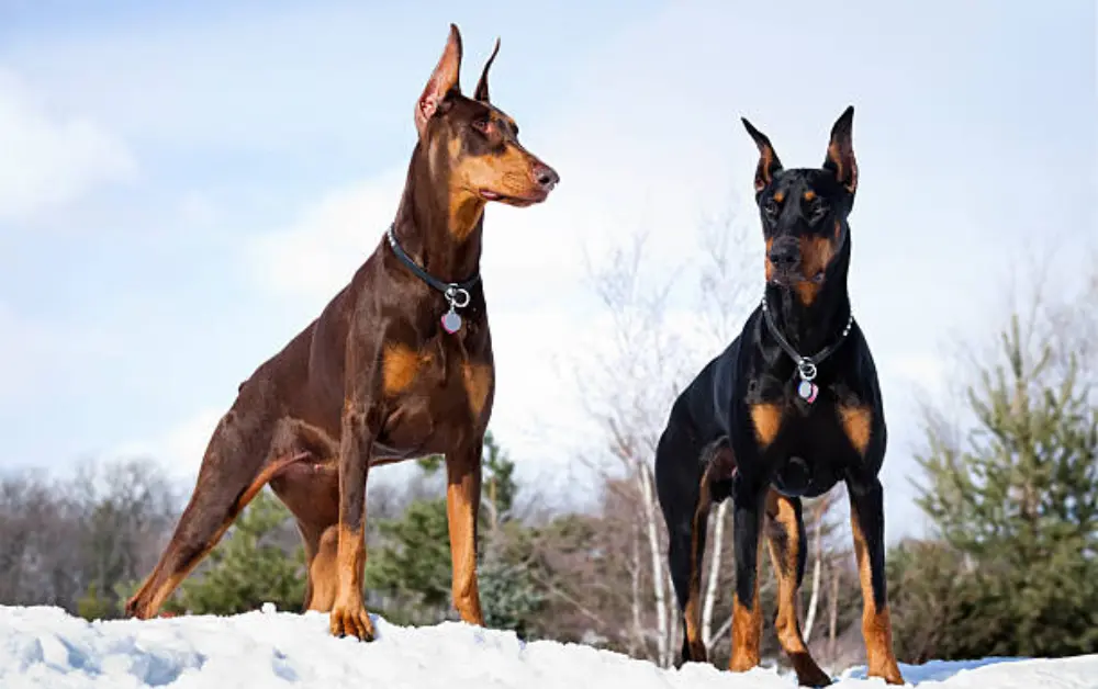 Doberman Pinscher breed similar to Great Dane