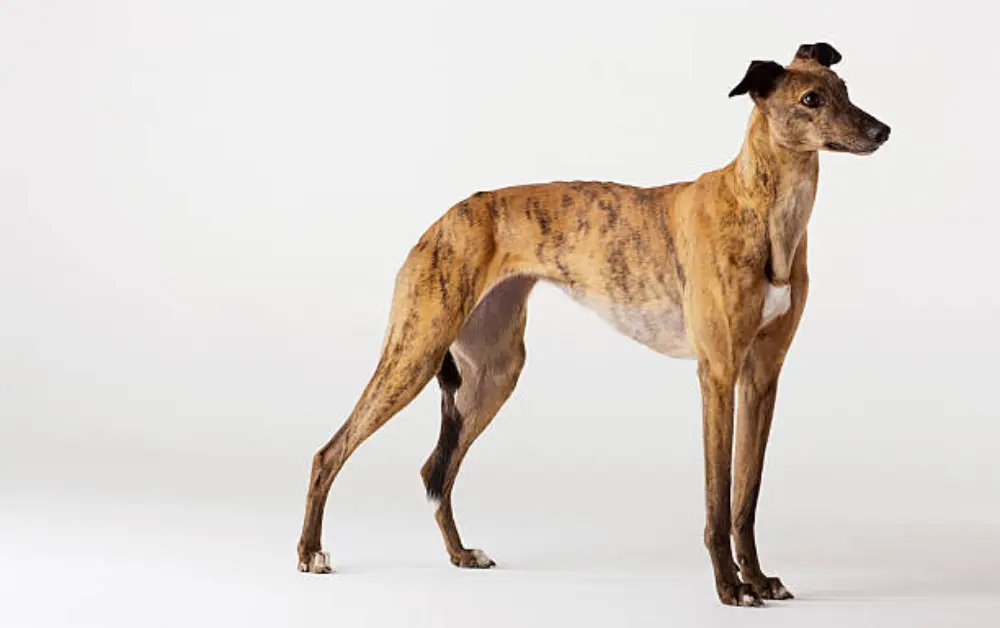 Greyhoundbreed similar to Great Dane