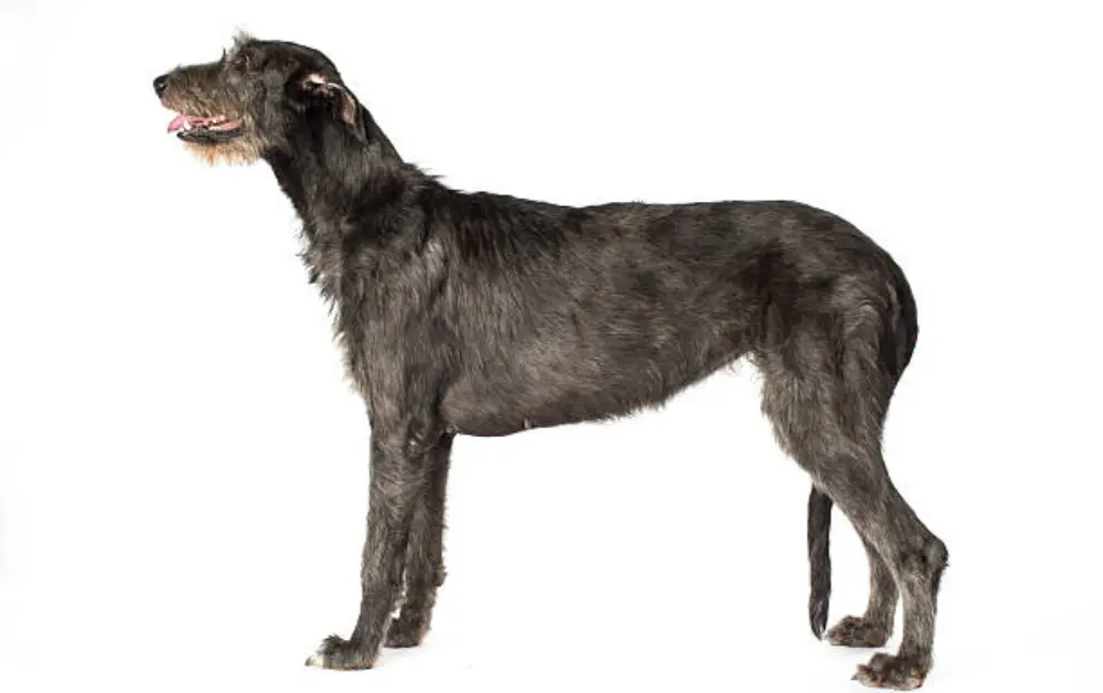 Irish Wolfhound a breed similar to Great Dane
