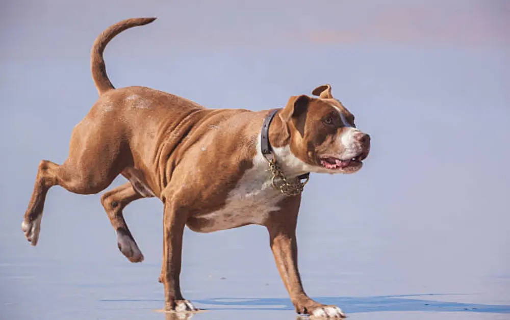 Mastiff a breed similar to Great Dane