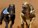 Top Dog Breeds Similar to Great Dane: Size, Temperament, & Care Needs
