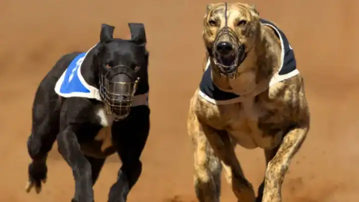 Top Dog Breeds Similar to Great Dane: Size, Temperament, & Care Needs