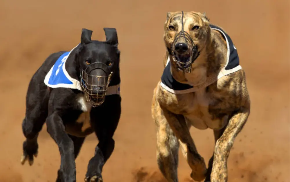 Top Dog Breeds Similar to Great Dane: Size, Temperament, & Care Needs Top Dog Breeds Similar to Great Dane: Size, Temperament, & Care Needs
