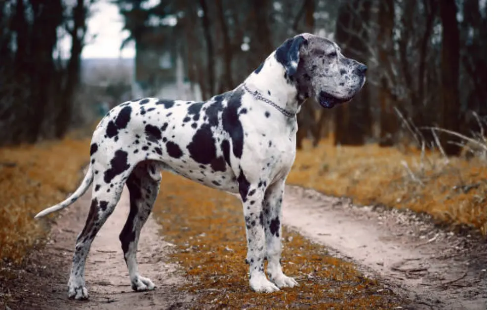 A stylish great dane