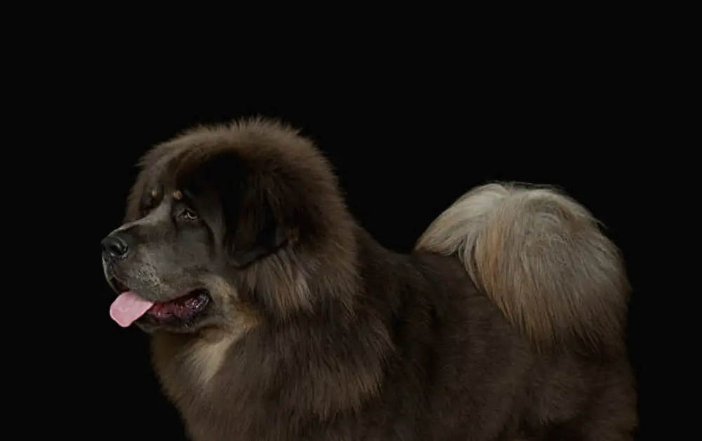 Tibetan Mastiff breed similar to Great Dane